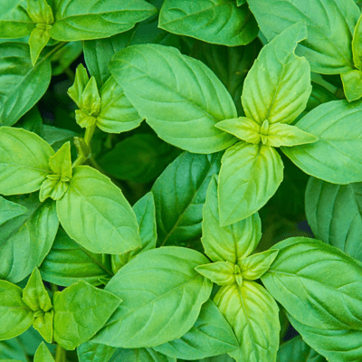 Basil seeds - Basil Super Sweet