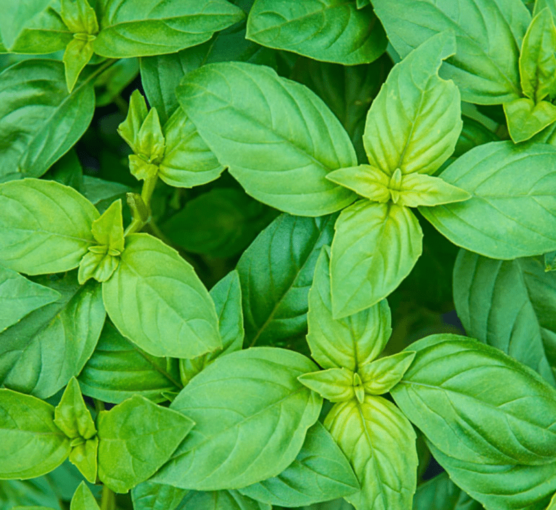 Basil seeds - Basil Super Sweet