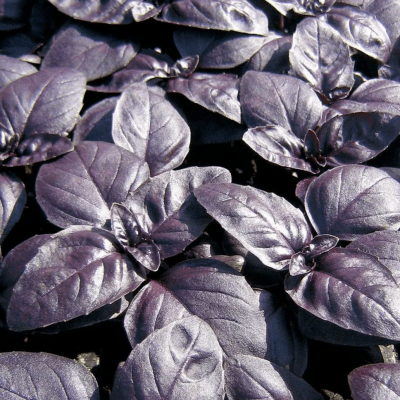 Purple Basil seeds