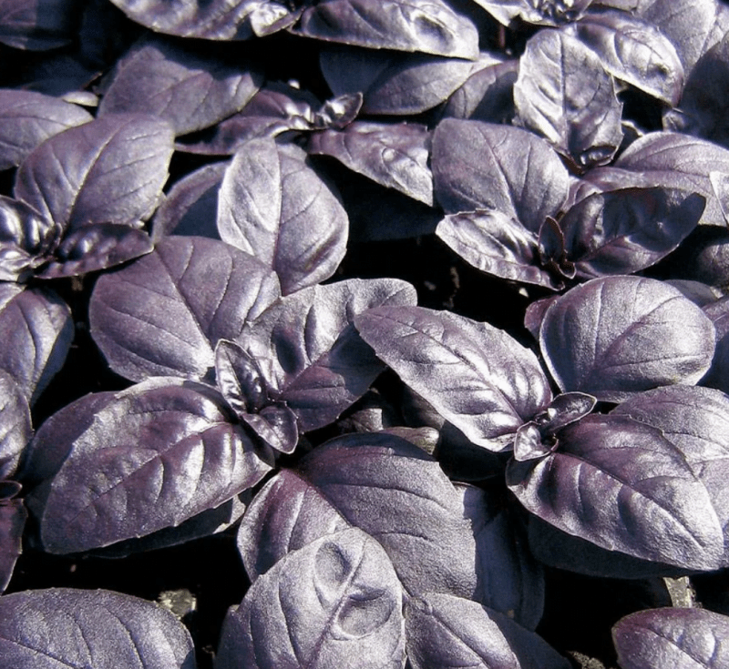 Purple Basil seeds