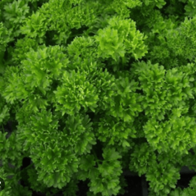Parsley triples