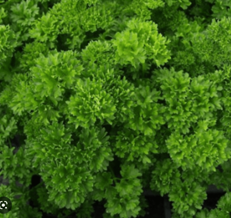 Parsley triples