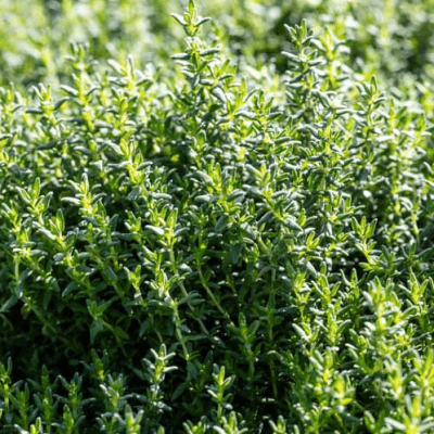 Garden Thyme seeds