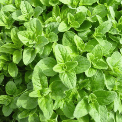 Oregano Seeds