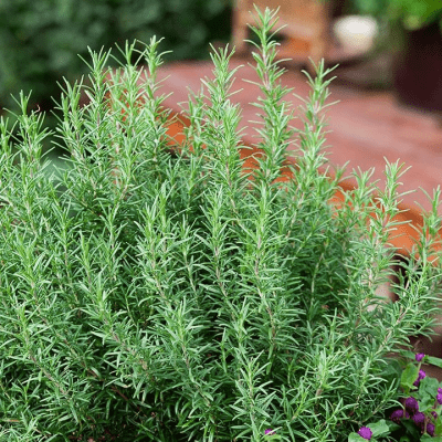 Rosemary Seeds