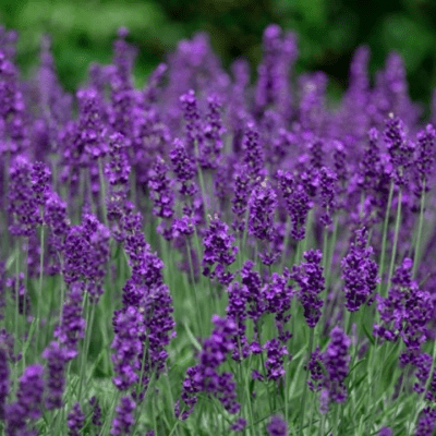 Lavender seeds