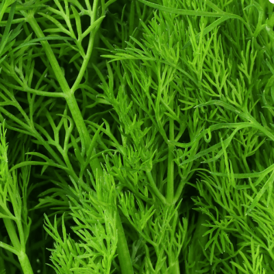 Dill seeds