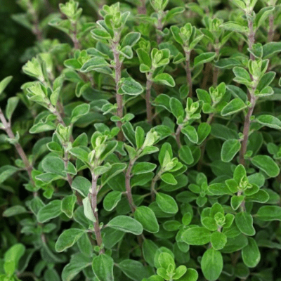 Sweet Marjoram seeds