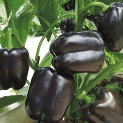 Sweet Pepper "Black Square" seeds