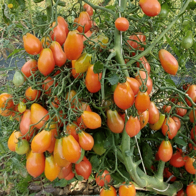 Tomato British Breakfast seeds