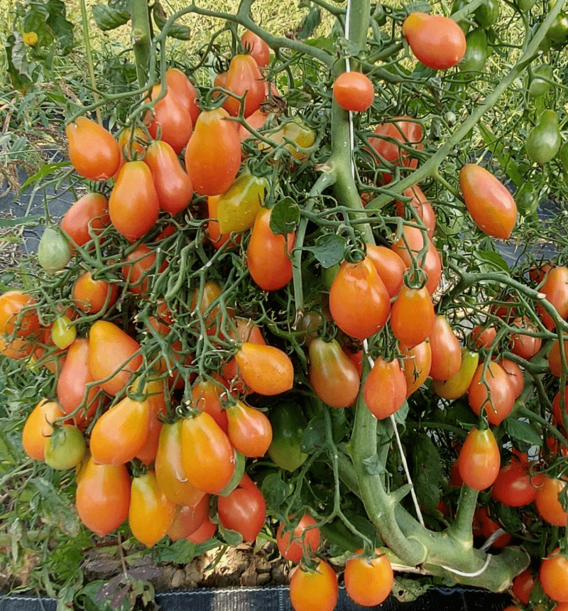 Tomato British Breakfast seeds