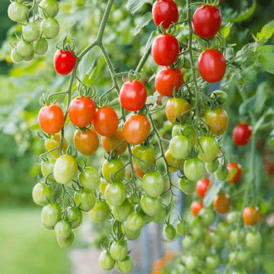 Tomato Grape seeds