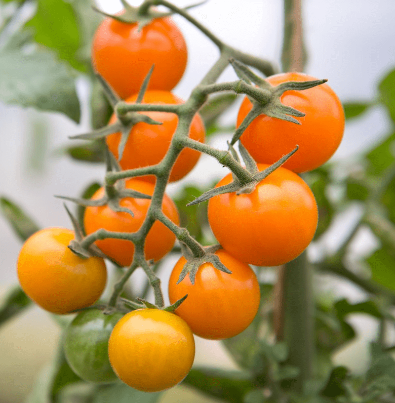 Cherry tomato orange seeds
