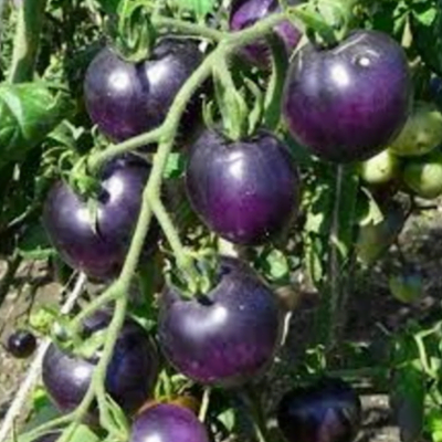 Tomato American blue seeds