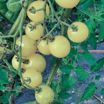 Cherry tomato snow white seeds