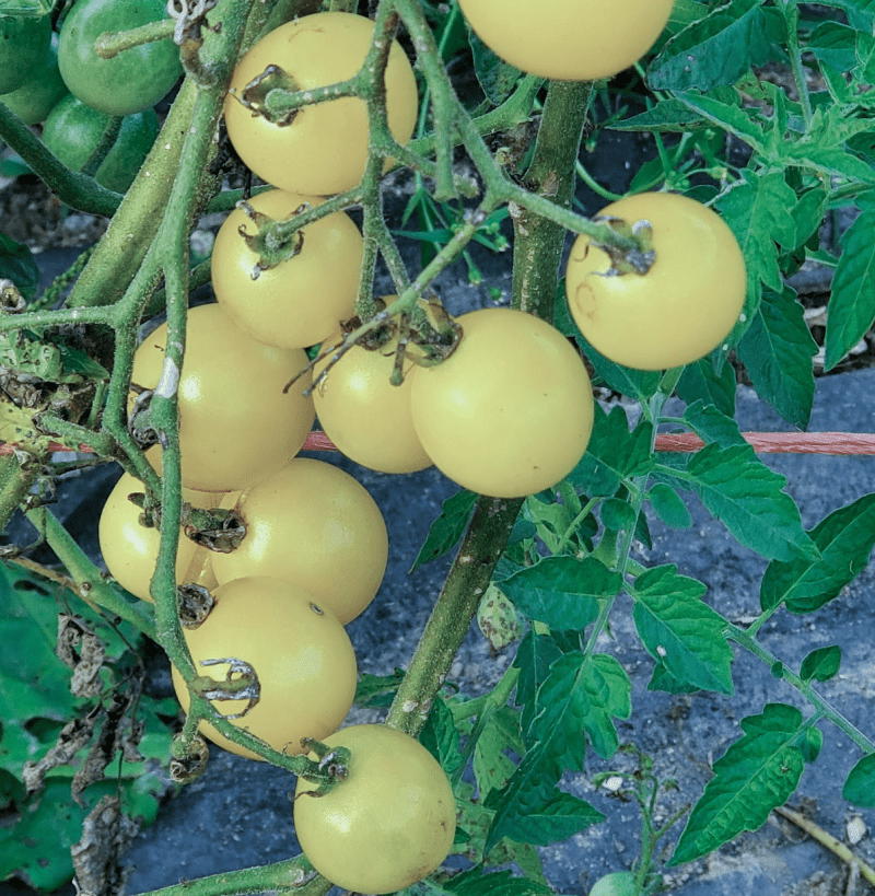Cherry tomato snow white seeds