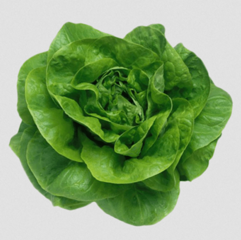 Butter head Lettuce Hodar seeds