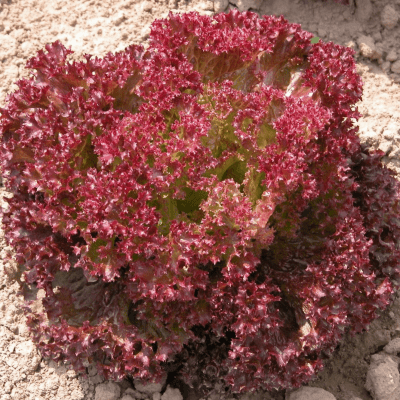 Lettuce Lollo rosso seeds