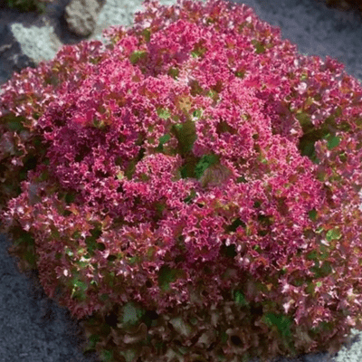 Lettuce Lollo Rosso Crimson seeds