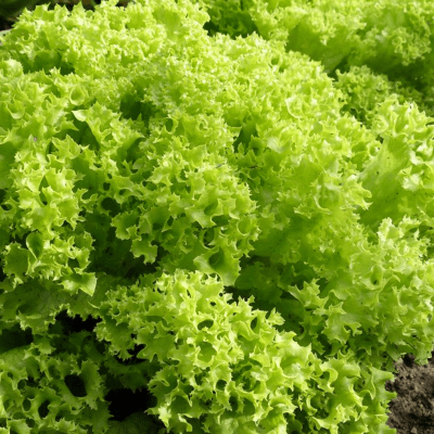 Lettuce Lollo Bionda seeds