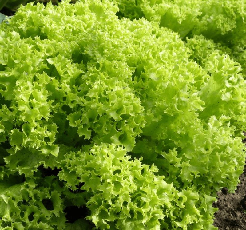 Lettuce Lollo Bionda seeds