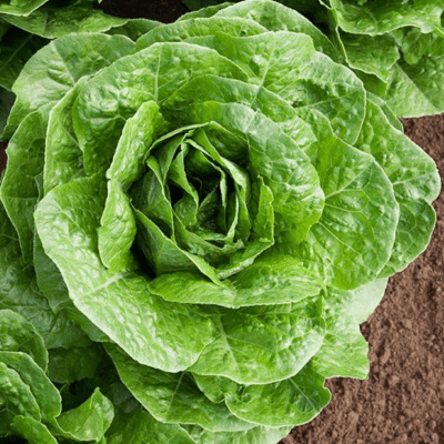 Romaine Lettuce (Cos Lettuce) seeds