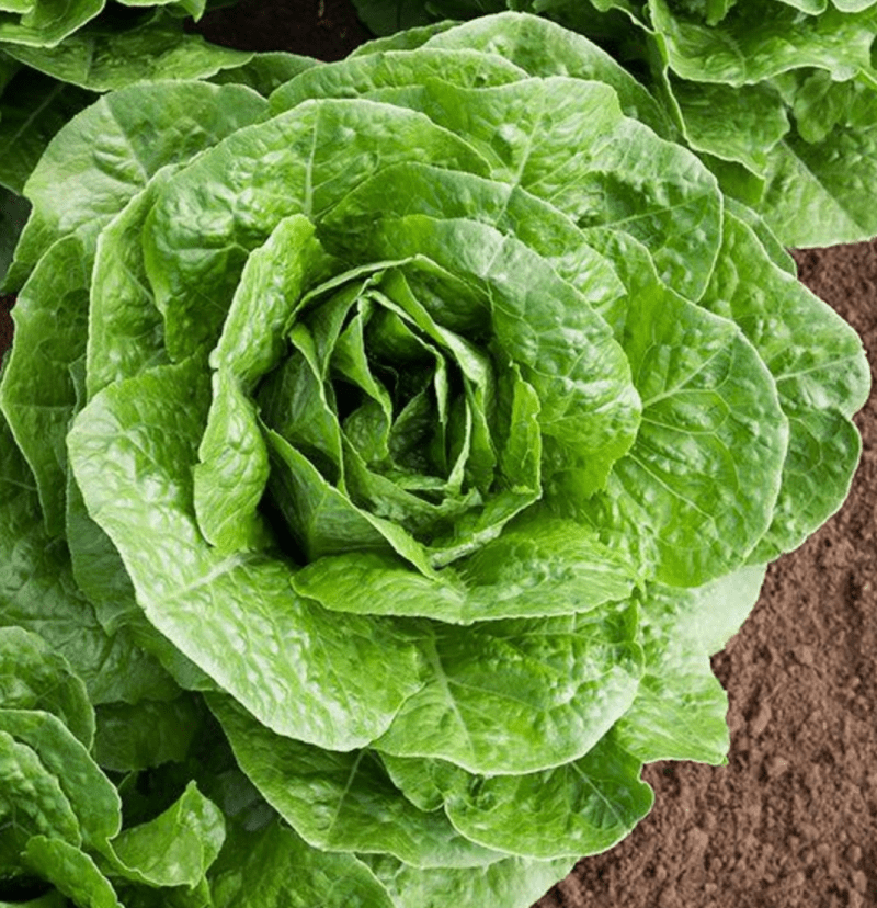 Romaine Lettuce (Cos Lettuce) seeds