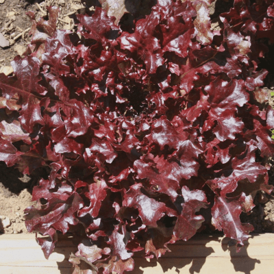 Oak Leaf Lettuce "Red" seeds