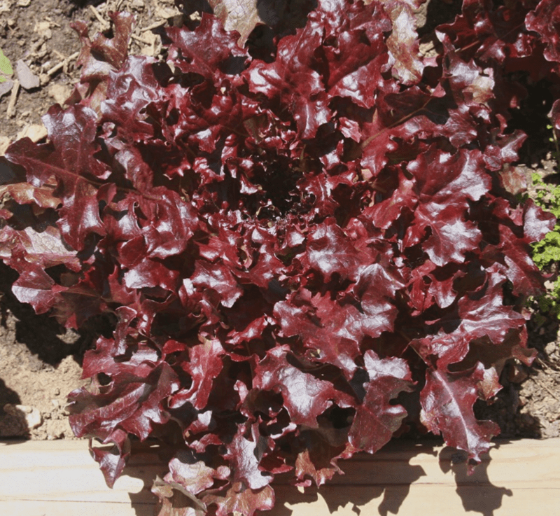 Oak Leaf Lettuce "Red" seeds