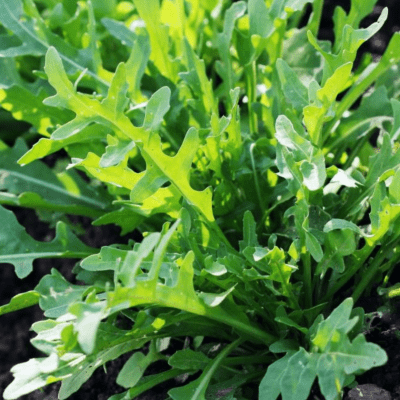 Arugula (rocket) seeds