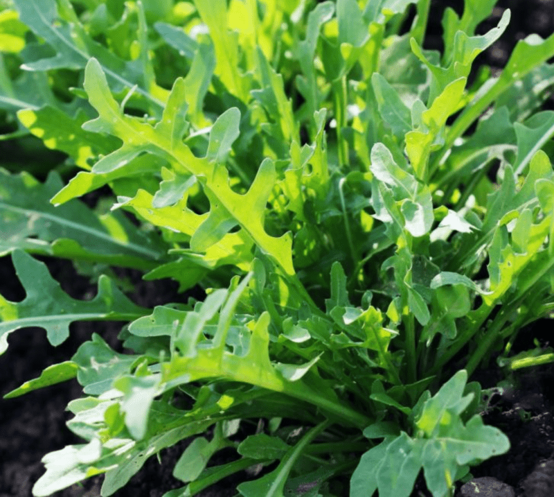 Arugula (rocket) seeds