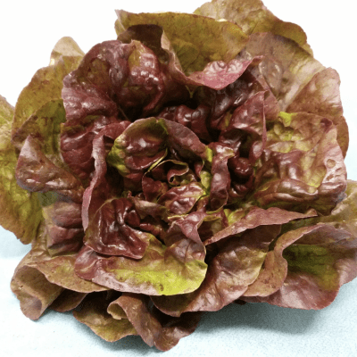 Butter head lettuce "red" seeds