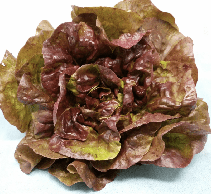 Butter head lettuce "red" seeds
