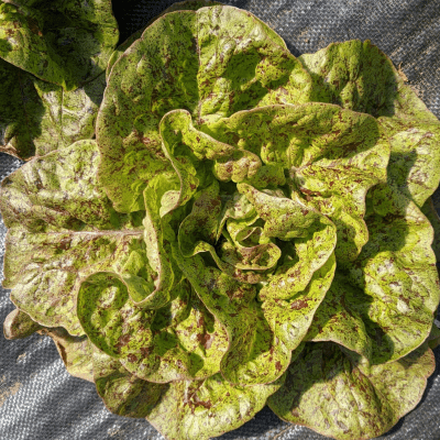 Butter head lettuce Sanguine Ameliore variety