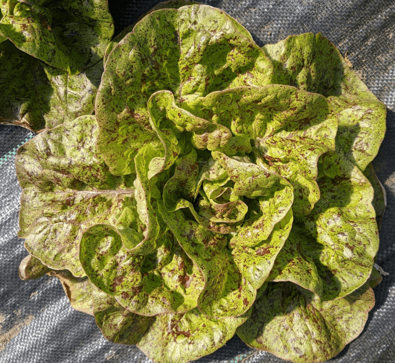 Butter head lettuce Sanguine Ameliore variety