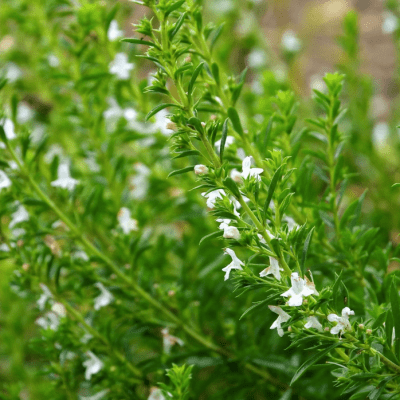 Summer Savory Oster seeds