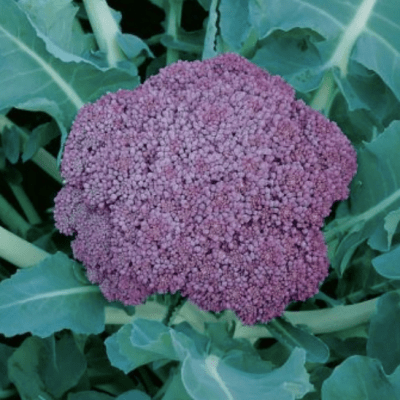 Broccoli "Miranda" seeds