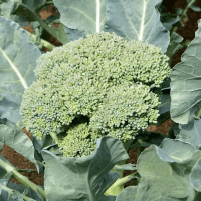 Broccoli seeds