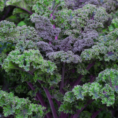 Kale Curly Scarlet seeds