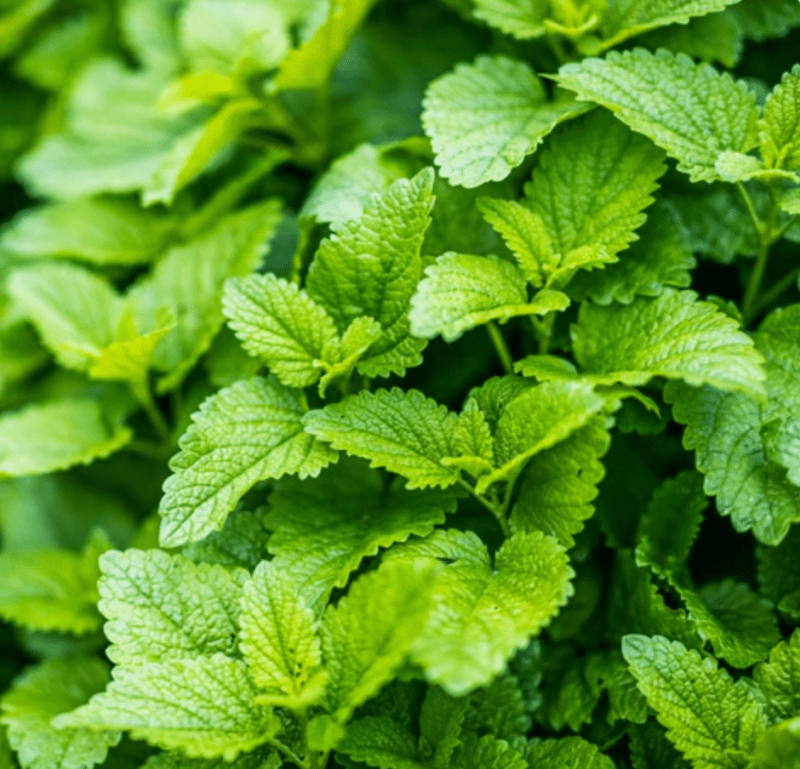 Lemon Balm seeds