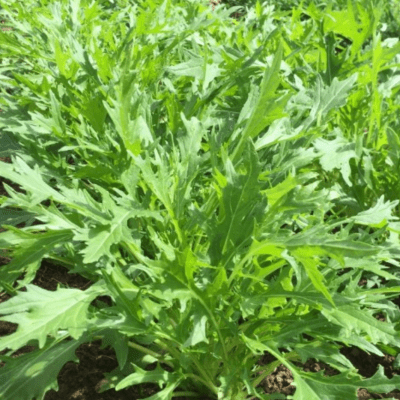 Mizuna (Japanese Mustard)