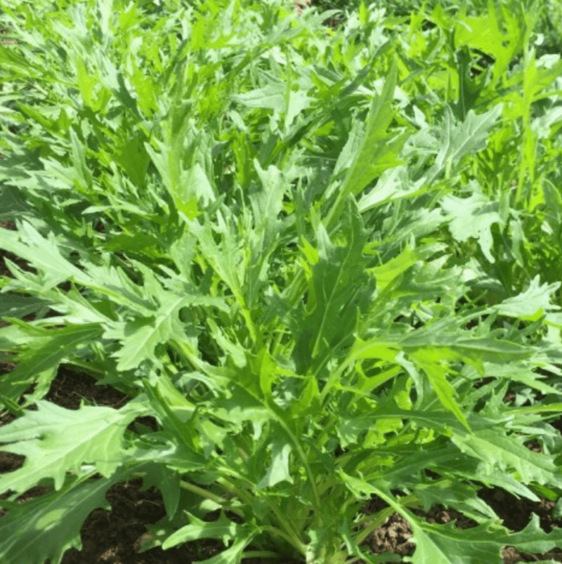 Mizuna (Japanese Mustard)