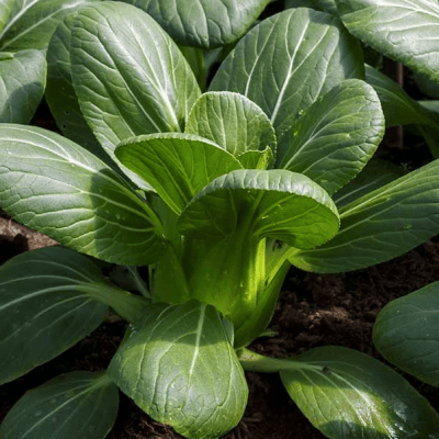 Bok Choy seeds