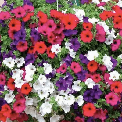 Petunia mix seeds