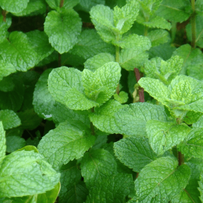 Apple Mint seeds