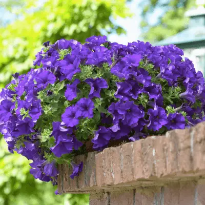 Petunia Blue Beder seeds