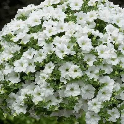 Petunia Snow Ball seeds