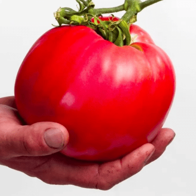 Tomato Raspberry Giant seeds