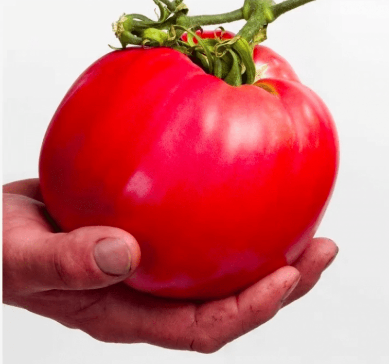 Tomato Raspberry Giant seeds