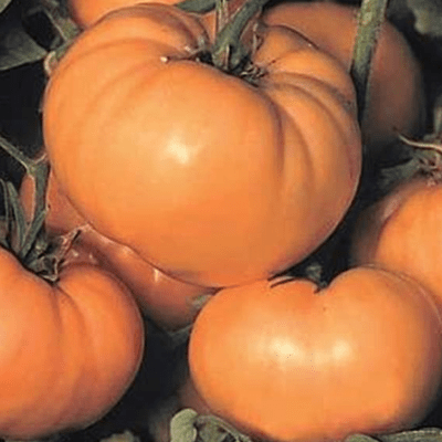Tomato Dixi Golden Giant seeds